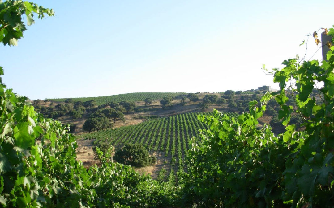 Revue de presse 2017: Naissance du premier Concours National des Vins du Vermentino