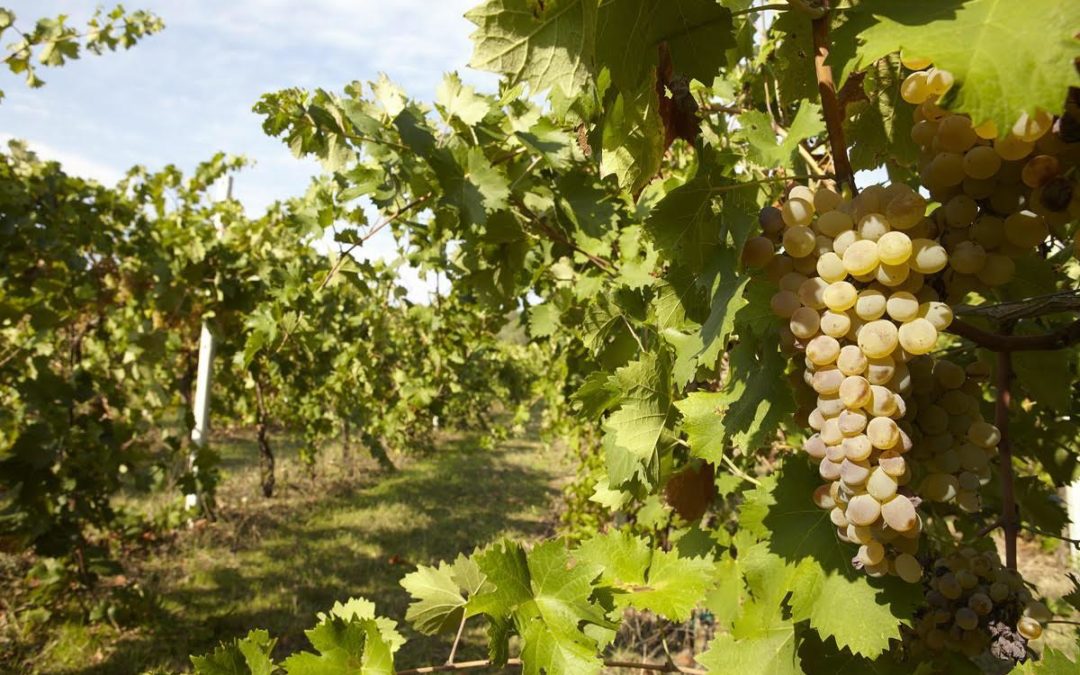 Epulae News: the first International Wine Competition on Vermentino gets underway.