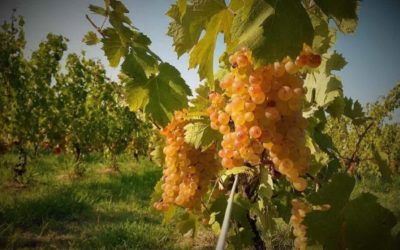 Unione Sarda: The first international wine competition on Vermentino in Cagliari