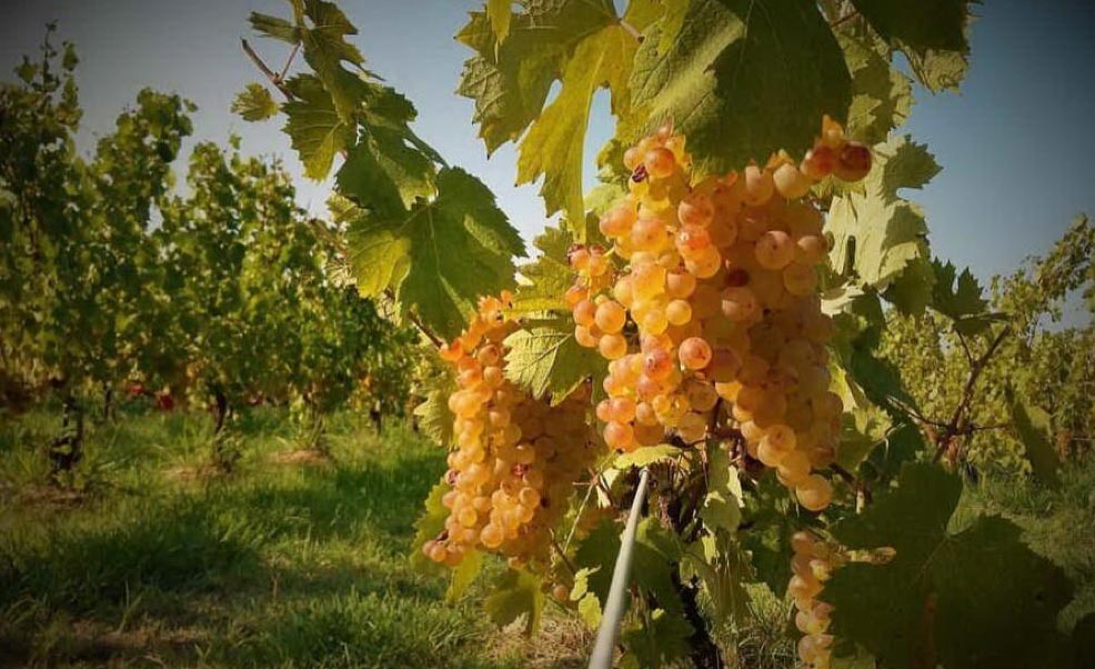Union Sarda : Le premier concours international de vin sur le Vermentino à Cagliari